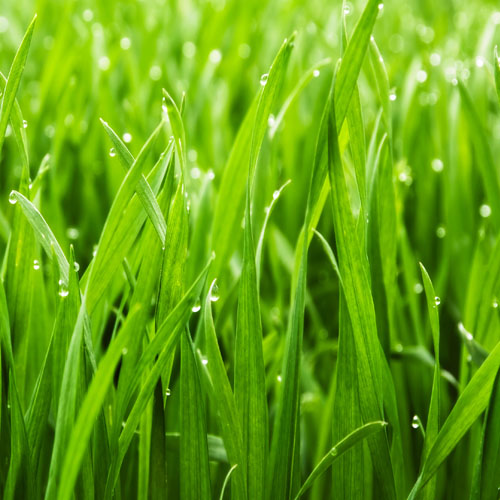 lawn-care